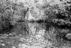 Marais de lavours 09.jpg