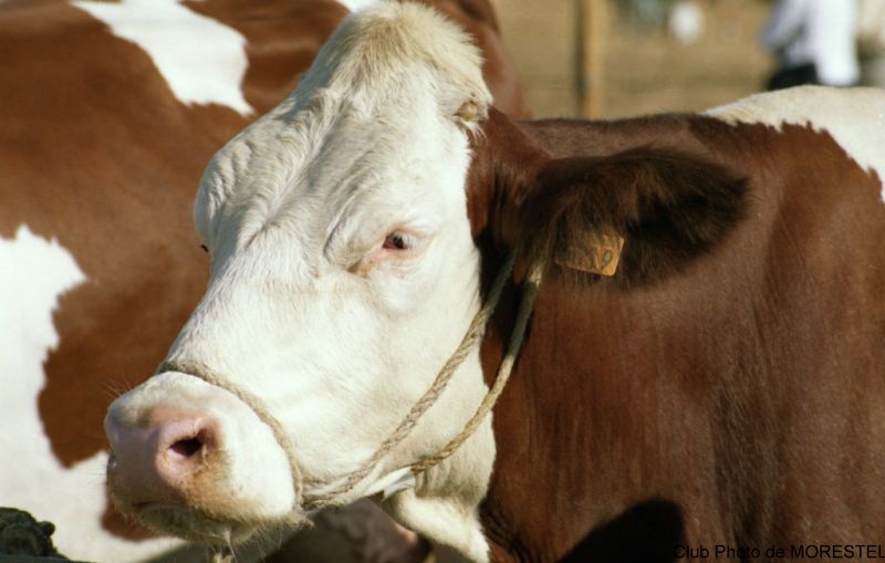 Le Comice Agricole de MORESTEL