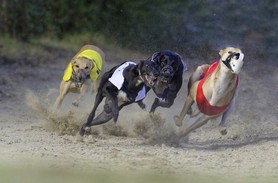 111403015101 Greyhounds_800.jpg