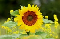 11-1403-0167-Tournesol_800.jpg