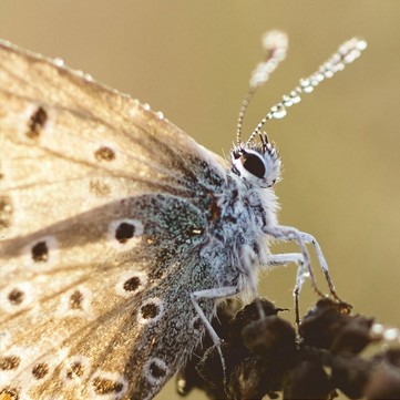 03-065 - papillon - Eric FABRE.jpg