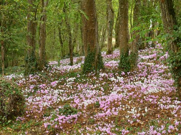 05-057 - 15-cyclamens jacques VANNEUVILLE.jpg