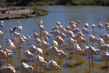 09-010 - Flamants roses Christiane BRUN.jpg