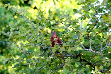 10-053 -écureuil roux - Annie FOUQUET.jpg